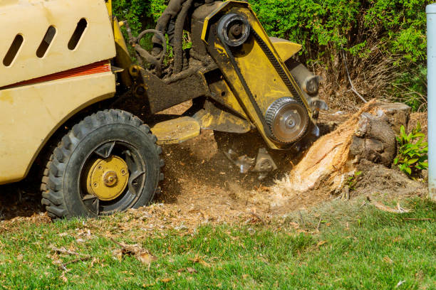 Lake Nacimiento, CA Tree Care Services Company