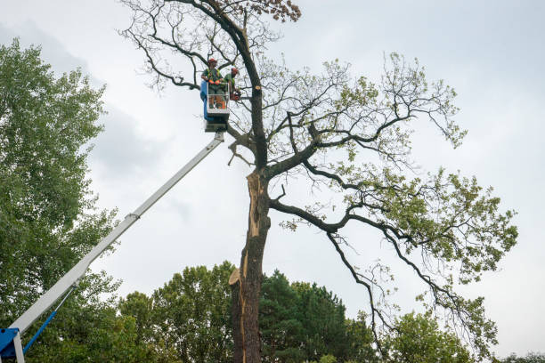 Best Tree Removal  in Lake Nacimiento, CA